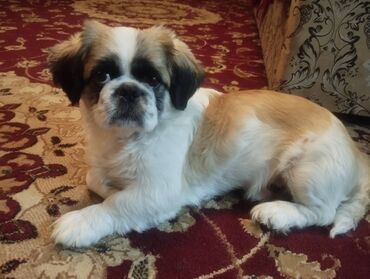 i̇t yemi: Pekines, 10 ay, Erkek, Peyvəndli, Pulsuz çatdırılma, Ünvandan götürmə
