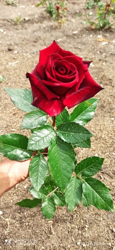 продам розу: Продаю розу оптом и в розницу, рост от 20 до 60 см, сорт черный принц