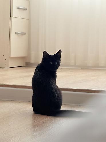 хай лайн соня грей: 🐾 КОШЕЧКА СОНЯ ИЩЕТ ДОМ! 🐾 🐈 Соня — ласковая и очень умная малышка — 1