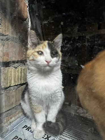 черепаховая кошка: Кошка даром: Беспородная, Девочка — 4