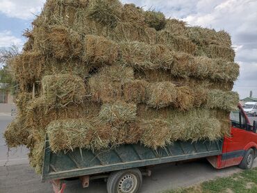 купить домик для кошки недорого: Клерев аралаш мелкий камыш доставка есть
