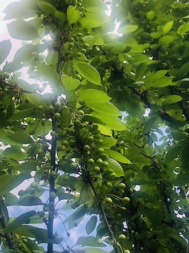 dibcək gulləri ev gulleri ve adlari: Salam 1 hektar yer satilir gilas baği 50 sottu 18 illik agaçlardı 50 — 7