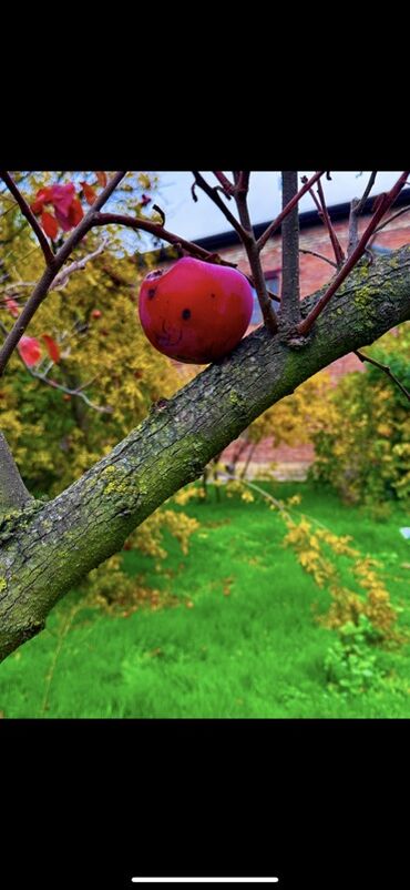 Günlük kirayə evlər: 300 kv. m, 8 otaq, Qaz — 17