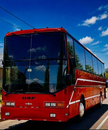 i bus: Автобус, DAF, 40 и более мест — 1