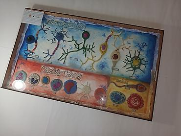 модульный переносной: Набор настенных учебных таблиц “Types of Cells” (англ. язык) — серия — 3