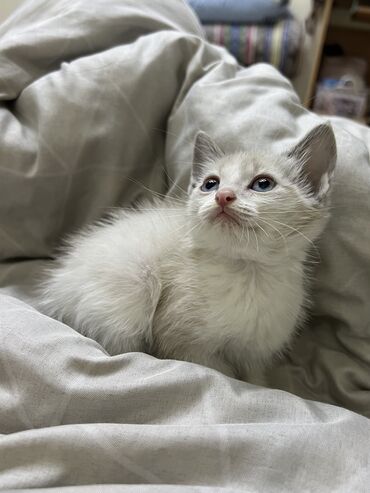 маленький кот: Продается котенок!!! Порода: регдолл, мальчик, 2 месяца, к лотку