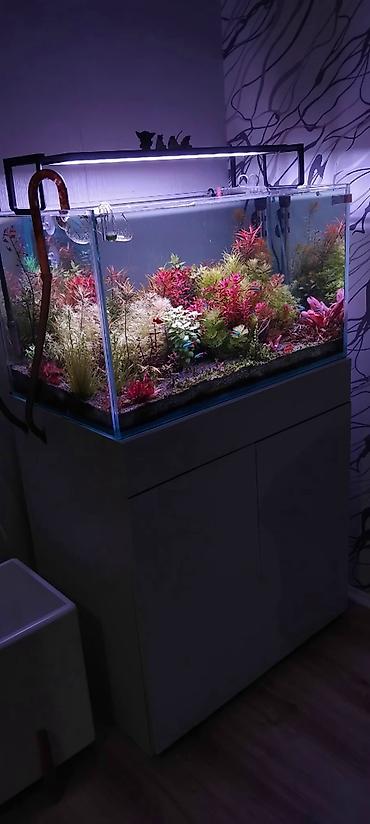 akvarium satışı: 70x40x40 Göründüyü vəziyətdə satılır. İşıqdan başqa bütöv komplekt — 3