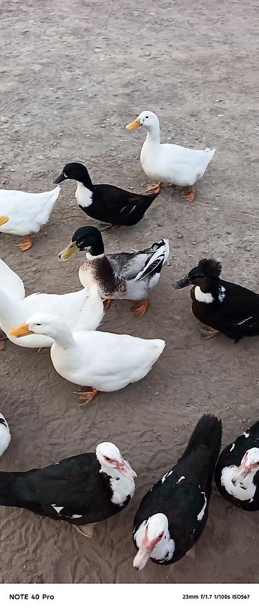 Сельхозптицы: Allahın Salamı olsun hər birinizə Pekin ördəyi var 9 dənə içinde — 1