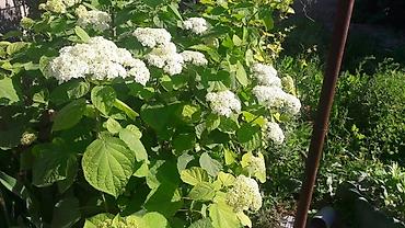 Гортензия: Гортензия БЕЛАЯ садовая. Крупные БЕЛЫЕ шары с футбольный мяч — 5