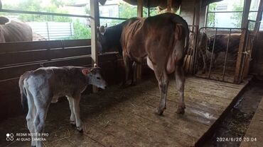 Коровы, быки: Продаю | Корова (самка) | Алатауская, Швицкая | Для разведения, Для молока | После отела, Нетель