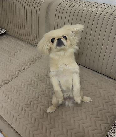 İtlər: Pekines, 4 ay, Erkək, Peyvəndli, Ünvandan götürmə — 2