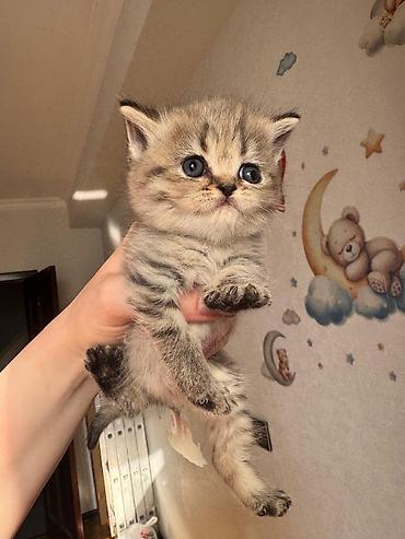 Кошки: Золотая шиншилла, Самец, Самка — 6
