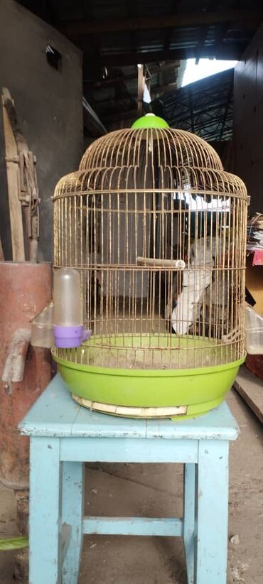Зоотовары: Продаю клетку для попугаев не дорого цена договорная