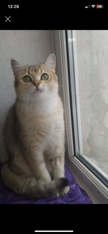 pişiyə verilən adlar: Qızıl şinşilla, Erkək, Cütləşmə üçün, Ünvandan götürmə, Pulsuz çatdırılma, Ödənişli çatdırılma