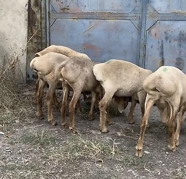 аршан кой: Продаю | Овца (самка) | Арашан | Для разведения | Ярка — 3