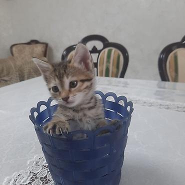 даром кошки: Котята — домашние любимцы - Два очаровательных короткошерстных — 2