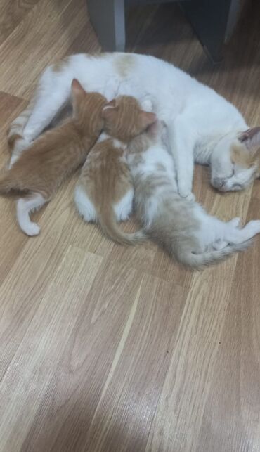 породистые котята в добрые руки: Erkək, Dişi, Yaxşı əllərə, Ünvandan götürmə