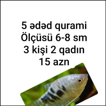akvarium baliqlari qiymeti: Рыбы