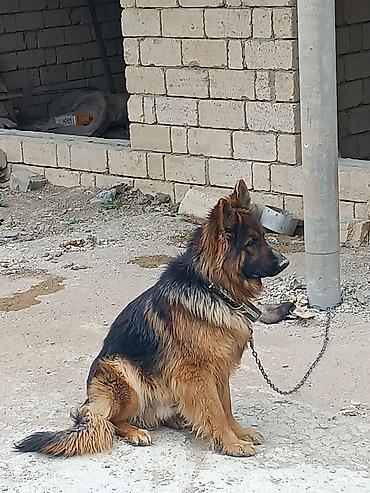 zvanok iti satilir: Alman çoban iti, 10 ay, Erkək, Peyvəndli, Ünvandan götürmə — 3