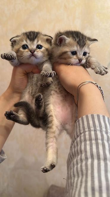 Pişiklər: Şotland yastı qulaq, Erkək, Dişi, Yaxşı əllərə, Pulsuz çatdırılma, Ödənişli çatdırılma, Ünvandan götürmə — 9