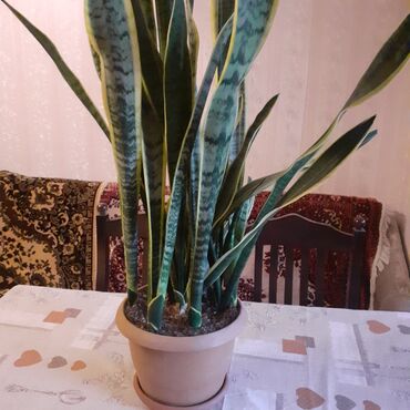 Otaq bitkiləri: Sansivyera bitkisi 5 gövdəlidir dibçəyin biri 20 — 2