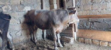 berde mal bazari: Dana, buzov, Erkək, ay: 7, Ətlik