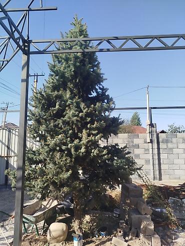 туя голубая ёлка: Ель голубая (Picea pungens) - Высота дерева: ориентировочно 3.5–4 м — 1