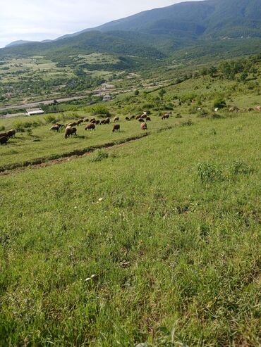 qurbanliq quzu: Salam.Heyvanlar Şabran rayonunda,qala heyvanlardı.2 eded qoç,33