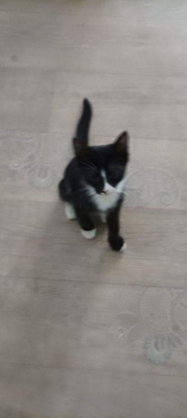 бурма кошка: Девочка цветная и мальчик биколор 2,5 месяца,воспитанные,приучены к — 3