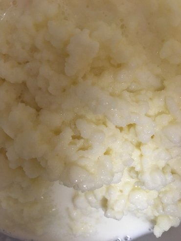 Mlečni proizvodi, jaja: Prodajem gljive za spravljanje tibetanskog kefira. Količina je — 3