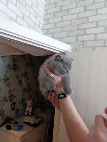 Продажа кошек: Британская короткошёрстная, 2 месяца, Девочка, Лиловый — 4