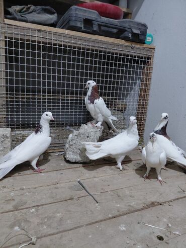 Göyərçinlər: Salam saglam quşlardı 16.17 tük istəyən yazsın vatsaf aktivdi - Növ — 1