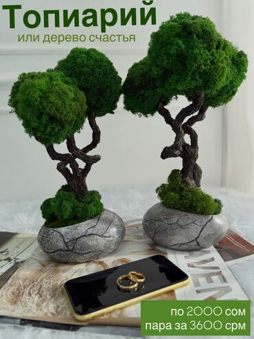 Декоративные цветы: В переводе с японского Бонсай означает «дерево, выращенное в блюде» at lalafo.kg — 61 Декоративные цветы: В переводе с японского Бонсай означает «дерево, выращенное в блюде» — 61