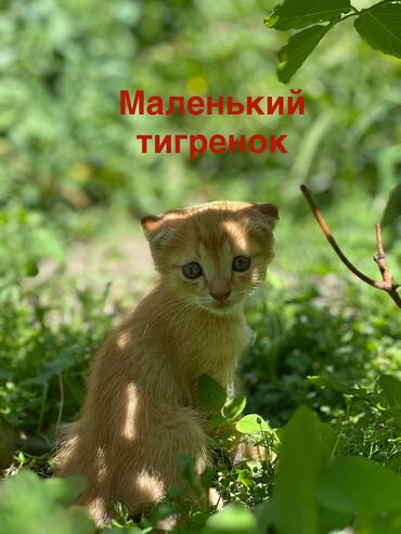 купить котят в бишкеке: Кошка даром: Скотиш Фолд (Шотландская вислоухая), 2 месяца, Мальчик