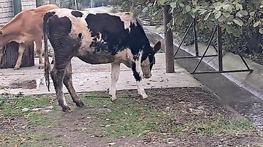 inəklərin cutləşməsi: Iki baş Təmiz qan smental düyə satılır birinci qarın olduğuna görə — 10