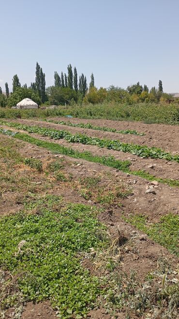 продается сад: Айыл чарба үчүн