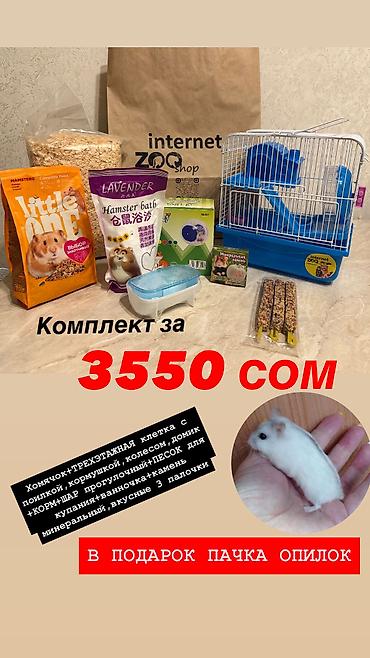 Хомяки: Продаются хомячки ручные. В нашем питомнике вы можете приобрести — 13