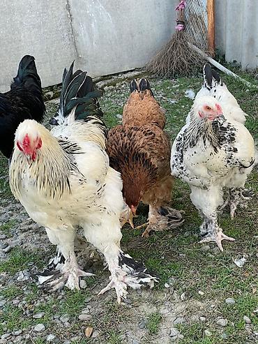 Toyuqlar: Toyuq, Brama, Damazlıq -da lalafo.az — 4 Toyuqlar: Toyuq, Brama, Damazlıq — 4