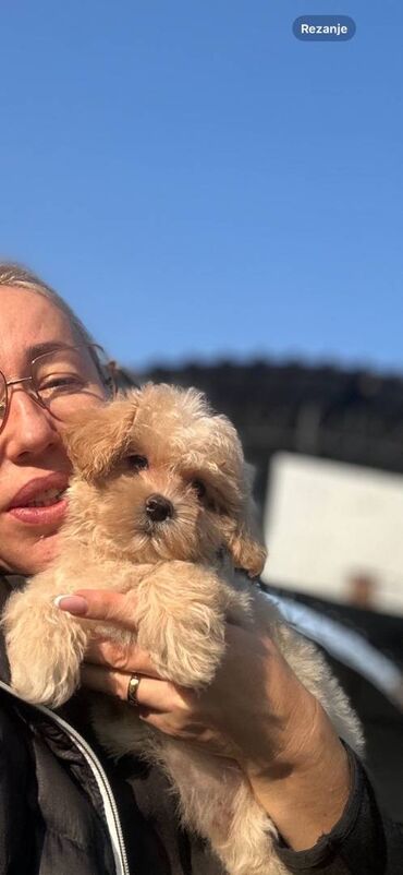 Psi: Maltipoo vrhinske genetike u registrovanoj odgaivacnici Bahu Djokovic na lalafo.rs — 3 Psi: Maltipoo vrhinske genetike u registrovanoj odgaivacnici Bahu Djokovic — 3
