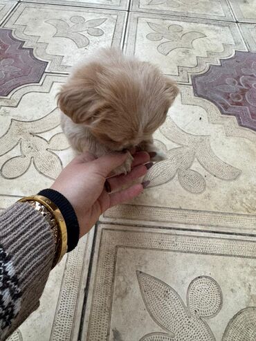 İtlər: Pekines, 2 ay — 16