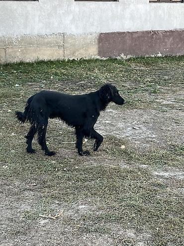Продажа собак: Тайган, 1 год, Самец — 4