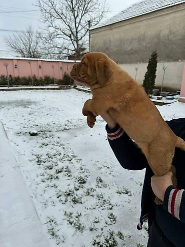 Psi: Na prodaju štenci bordoške doge. Štenci su vrlo kvalitetni i zdravi — 1