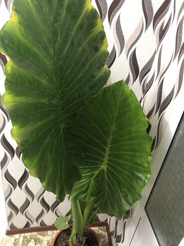 Алоказии: Алоказия — это декоративное растение с крупными, глянцевыми листьями — 7