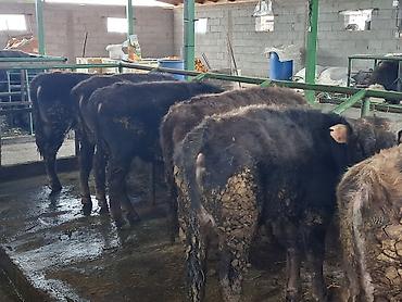 Коровы, быки: Продаю | Бык (самец) | Алатауская | На откорм | Племенные, Привязанные at lalafo.kg — 3 Коровы, быки: Продаю | Бык (самец) | Алатауская | На откорм | Племенные, Привязанные — 3