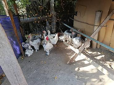 Животные: Продаю | Куры | Брама | Для разведения — 2