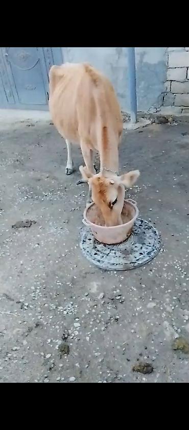 cucə və xoruz təmsil: Sağlam boğaz ineyler sağlamlıqlarina cavabdehəm qiymət her ikisine — 2