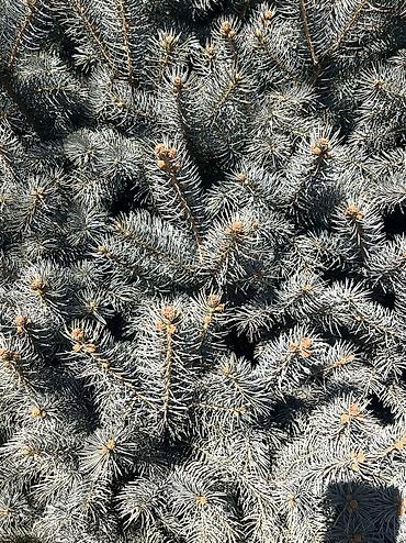 Декоративные деревья: Саженцы деревьев: Ели, Платная доставка, Самовывоз — 6