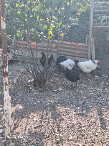 Toyuqlar: Təsərrüfat üçün müxtəlif ev quşları - Toyuqlar və xoruz: şəkillərdə — 12