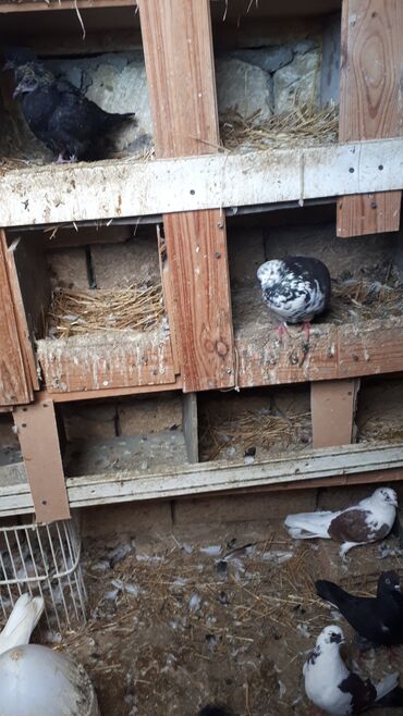 Göyərçinlər: Məhsul: Ev göyərçinləri (bir neçə rəngdə və növdə) Təsvir: - — 5