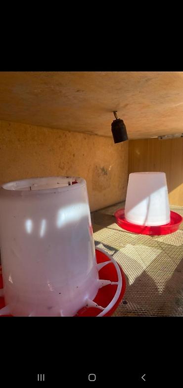 Товары и оборудование для с/х животных: Брудер для цыплят/молодняка птицы - Закрытая теплая коробка с — 5